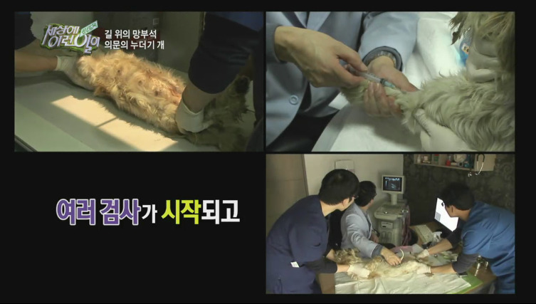 [세상에이런일이] 도로위에 망부석이 되서 주인을 기다리는 강아지.jpg | 인스티즈