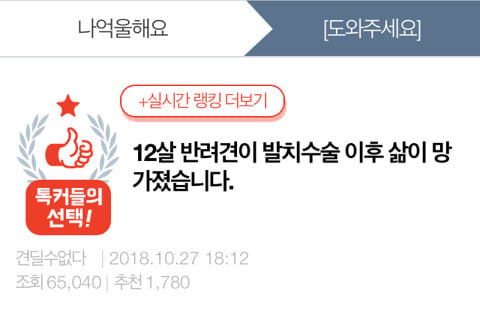 12살 반려견이 발치수술 이후 삶이 망가졌습니다 | 인스티즈