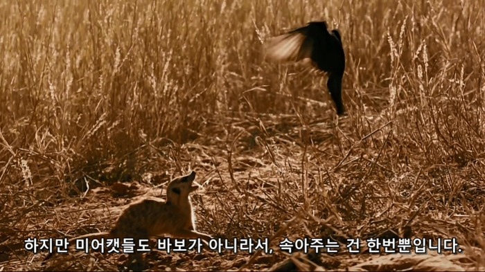 까마귀의 지능에 대한 고찰.jpg | 인스티즈