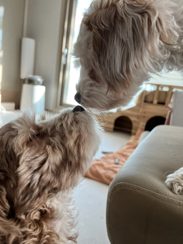 유기견 남매 데려왔는데 너무 귀여워ㅠㅠ 근데 너무 커버렸어;; | 인스티즈