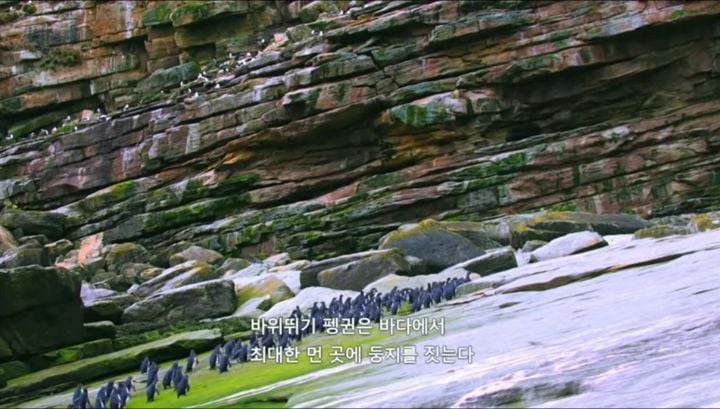 거친파도와 절벽을 뚫고 직진하는 바위뛰기펭귄.gif | 인스티즈