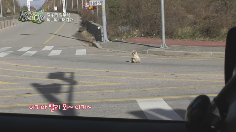 [세상에이런일이] 도로위에 망부석이 되서 주인을 기다리는 강아지.jpg | 인스티즈