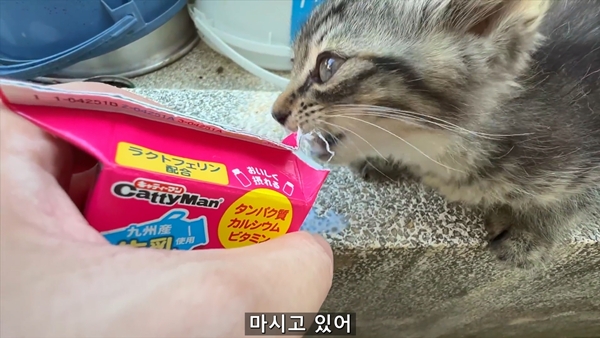 아기 고양이 냥줍했는데 반응 난리난 일본 유튜버.jpg | 인스티즈