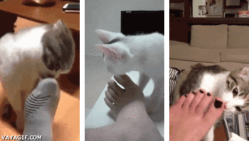 고장난 고양이 모음.gif(데이터주의) | 인스티즈