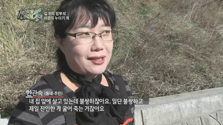 [세상에이런일이] 도로위에 망부석이 되서 주인을 기다리는 강아지.jpg | 인스티즈