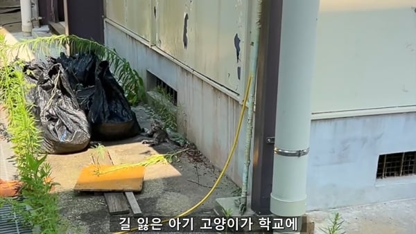 아기 고양이 냥줍했는데 반응 난리난 일본 유튜버.jpg | 인스티즈