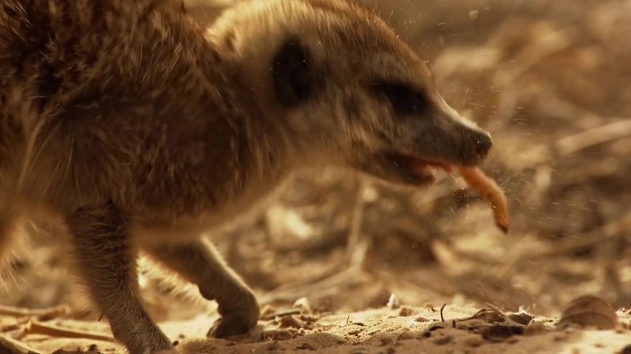 까마귀의 지능에 대한 고찰.jpg | 인스티즈