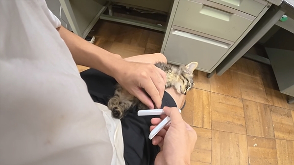 아기 고양이 냥줍했는데 반응 난리난 일본 유튜버.jpg | 인스티즈