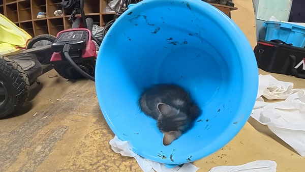 아기 고양이 냥줍했는데 반응 난리난 일본 유튜버.jpg | 인스티즈