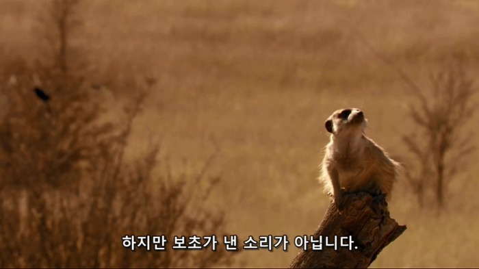 까마귀의 지능에 대한 고찰.jpg | 인스티즈