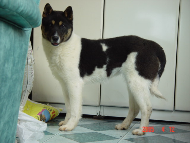 진돗개 모색별로 구분해봄 | 인스티즈