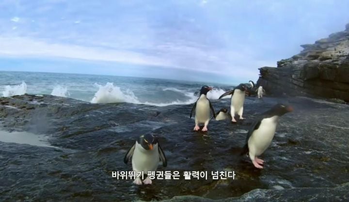 거친파도와 절벽을 뚫고 직진하는 바위뛰기펭귄.gif | 인스티즈