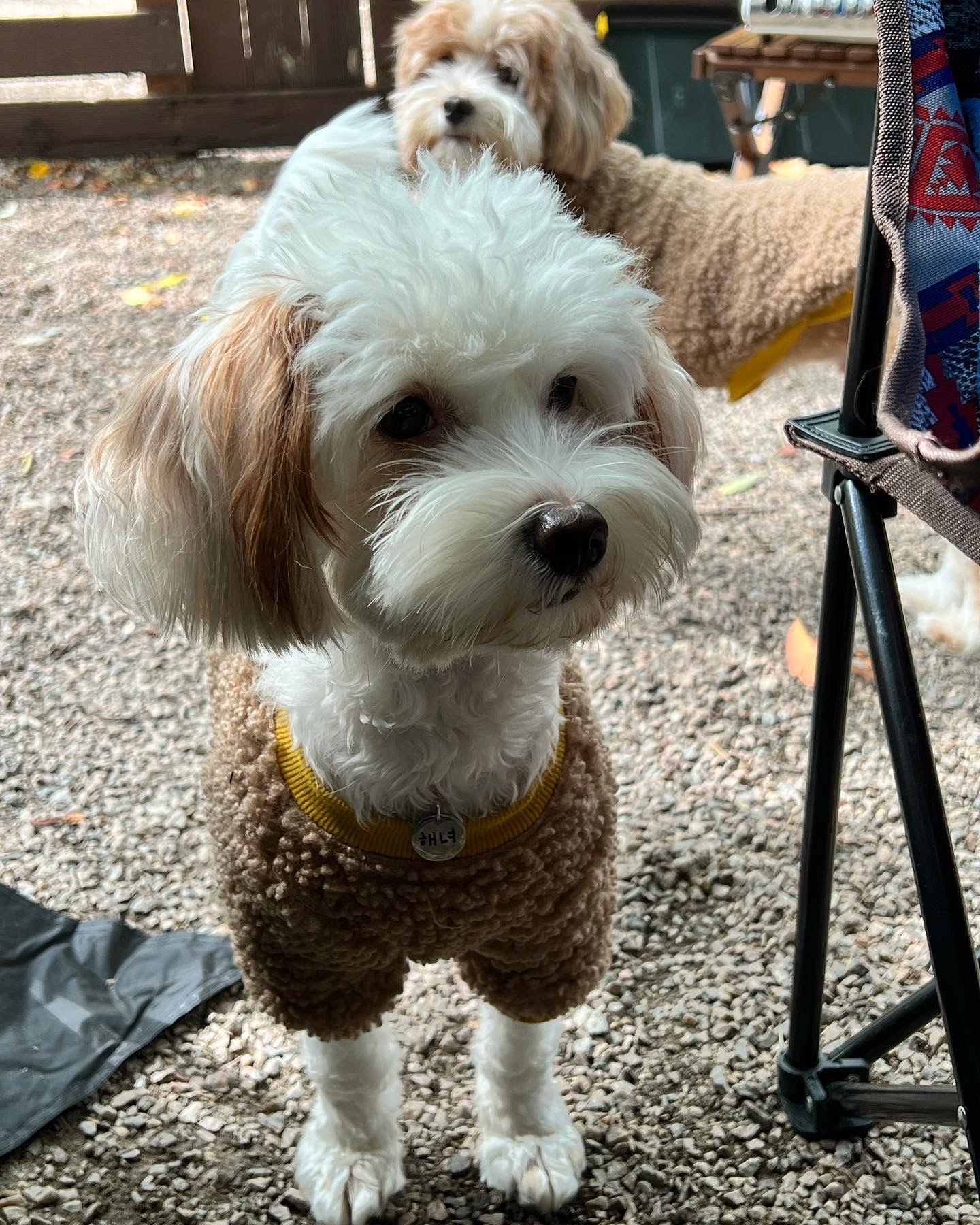 유기견 남매 데려왔는데 너무 귀여워ㅠㅠ 근데 너무 커버렸어;; | 인스티즈