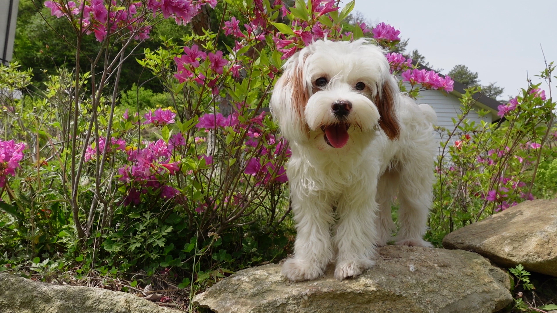 유기견 남매 데려왔는데 너무 귀여워ㅠㅠ 근데 너무 커버렸어;; | 인스티즈