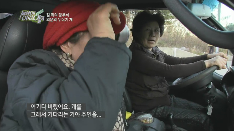 [세상에이런일이] 도로위에 망부석이 되서 주인을 기다리는 강아지.jpg | 인스티즈