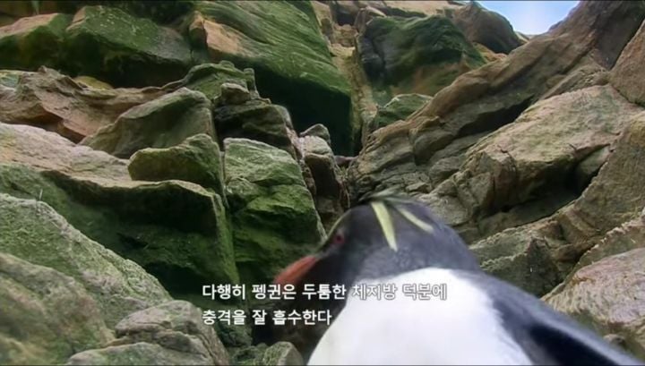 거친파도와 절벽을 뚫고 직진하는 바위뛰기펭귄.gif | 인스티즈