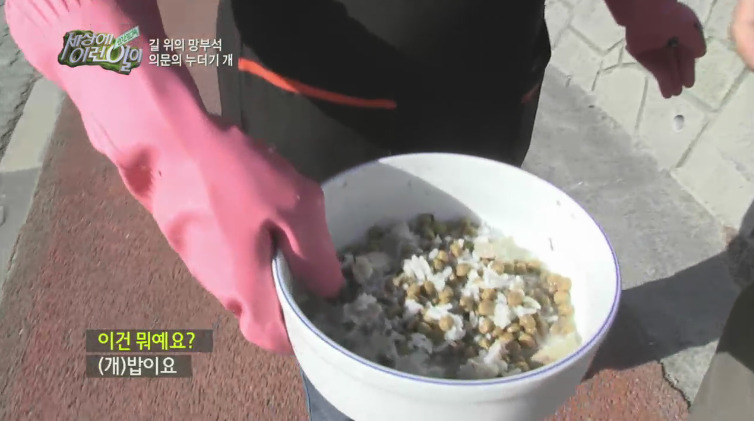 [세상에이런일이] 도로위에 망부석이 되서 주인을 기다리는 강아지.jpg | 인스티즈