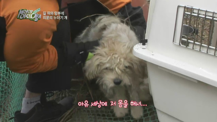 [세상에이런일이] 도로위에 망부석이 되서 주인을 기다리는 강아지.jpg | 인스티즈