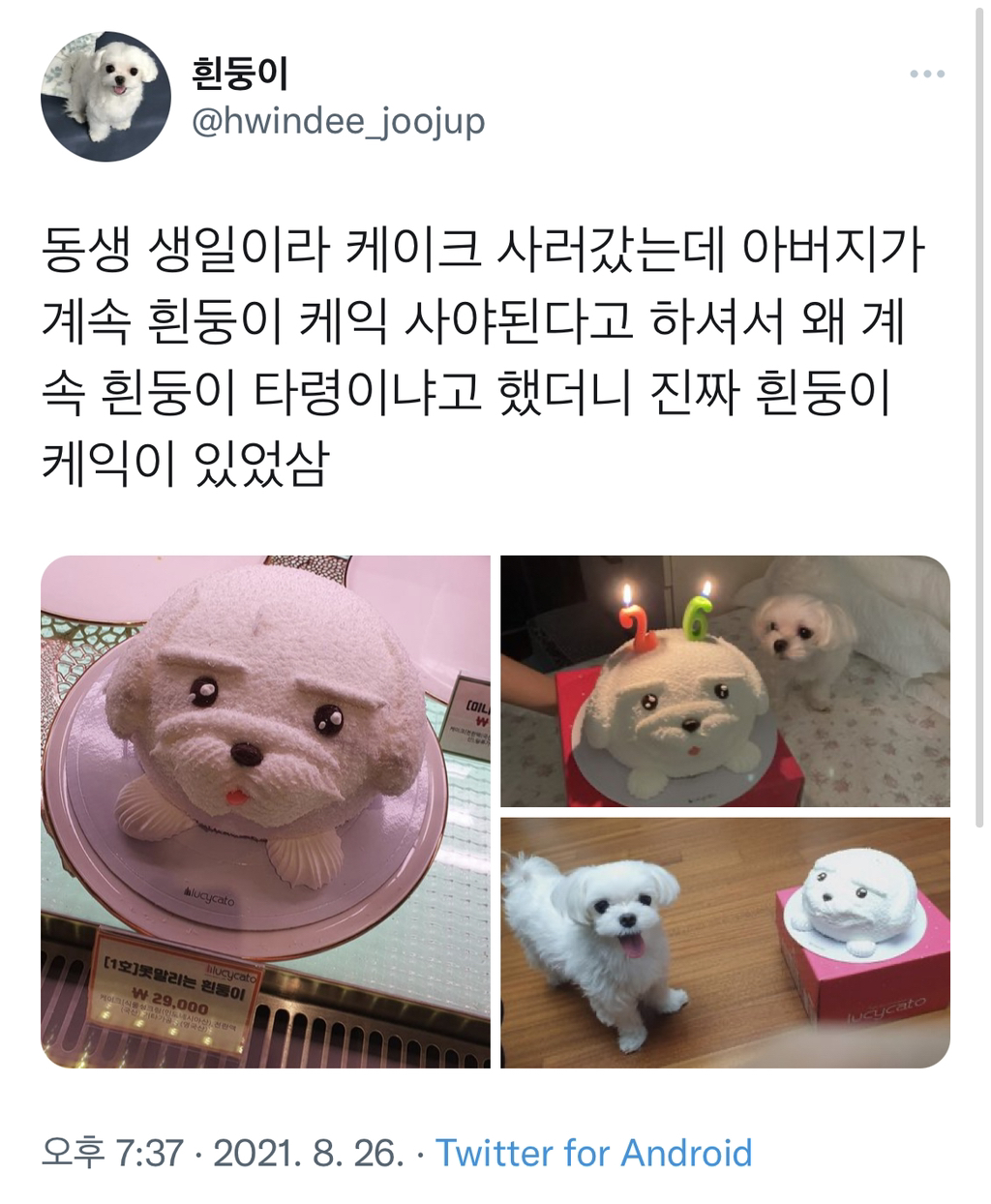 아버지가 계속 흰둥이 케익 사야된다고 하셔서 왜 계속 흰둥이 타령이냐고 했더니.twt | 인스티즈