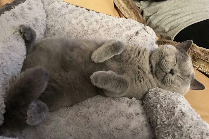 사람들이 많이 헷갈려하는 고양이 두종 | 인스티즈