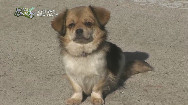 [세상에이런일이] 도로위에 망부석이 되서 주인을 기다리는 강아지.jpg | 인스티즈