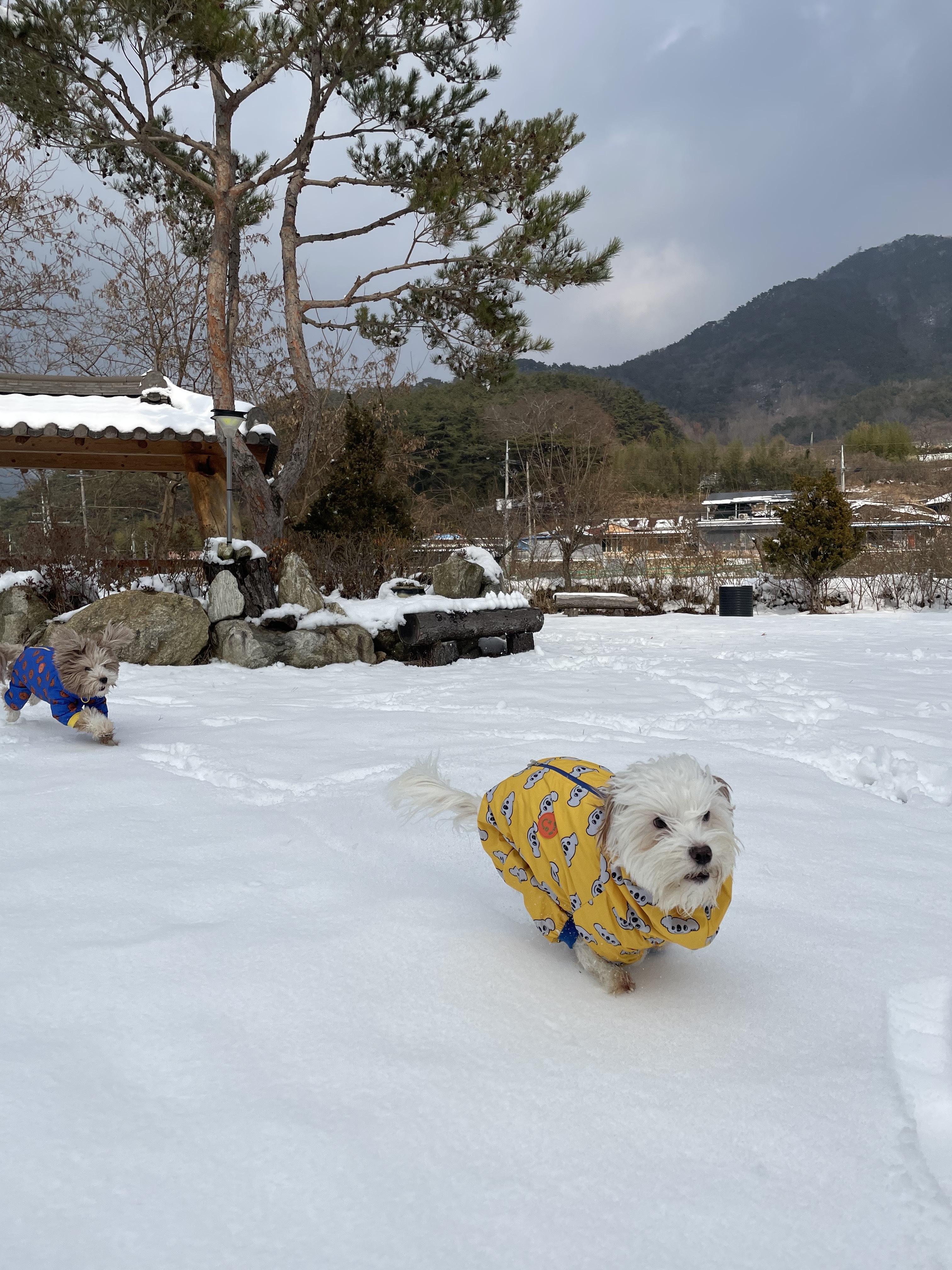 유기견 남매 데려왔는데 너무 귀여워ㅠㅠ 근데 너무 커버렸어;; | 인스티즈