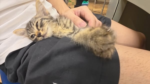 아기 고양이 냥줍했는데 반응 난리난 일본 유튜버.jpg | 인스티즈