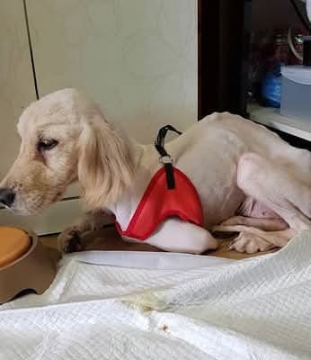 불법 번식장에서 구조된 리트리버 | 인스티즈