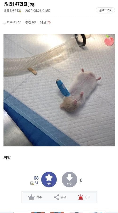 햄스터 깁스 47만원.jpg | 인스티즈