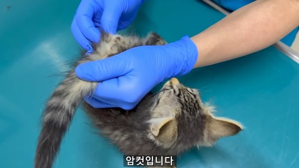 아기 고양이 냥줍했는데 반응 난리난 일본 유튜버.jpg | 인스티즈