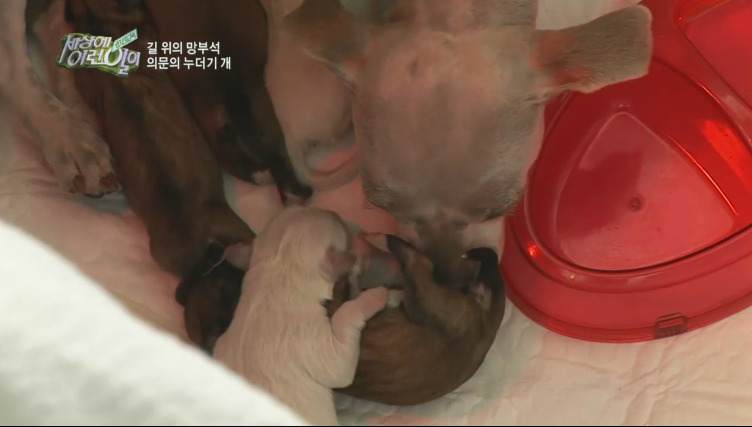 [세상에이런일이] 도로위에 망부석이 되서 주인을 기다리는 강아지.jpg | 인스티즈
