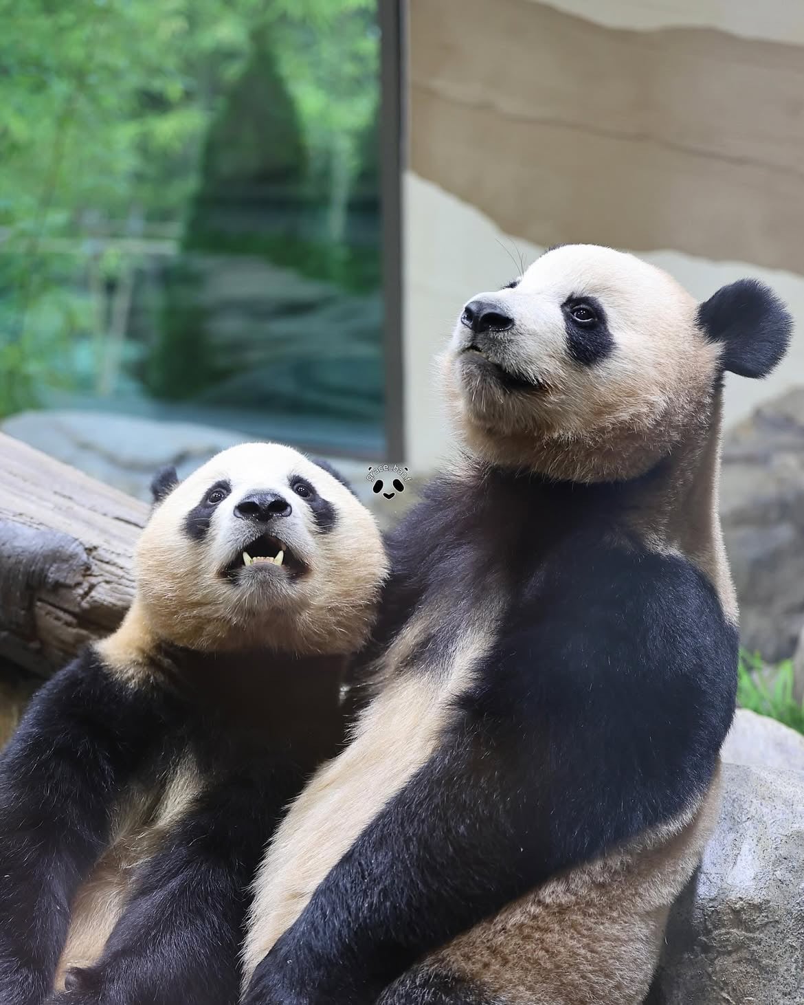 언니한테서 또 쭈쭈 찾는 후이바오🐼 | 인스티즈