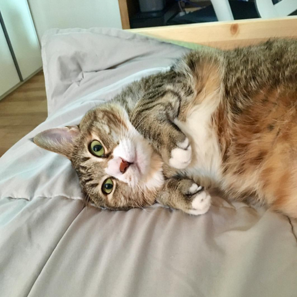 유튜버 햄튜브의 고양이 '구름이' | 인스티즈