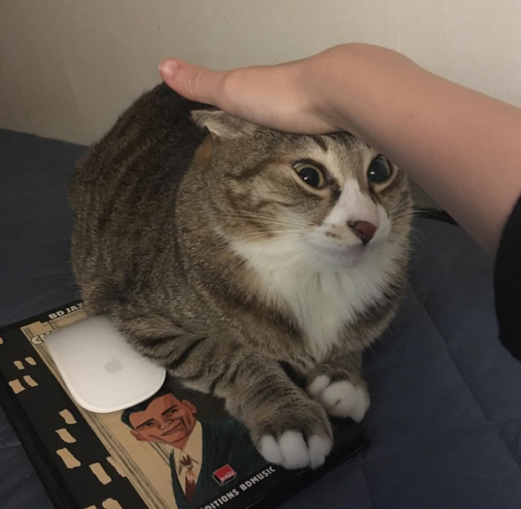 유튜버 햄튜브의 고양이 '구름이' | 인스티즈