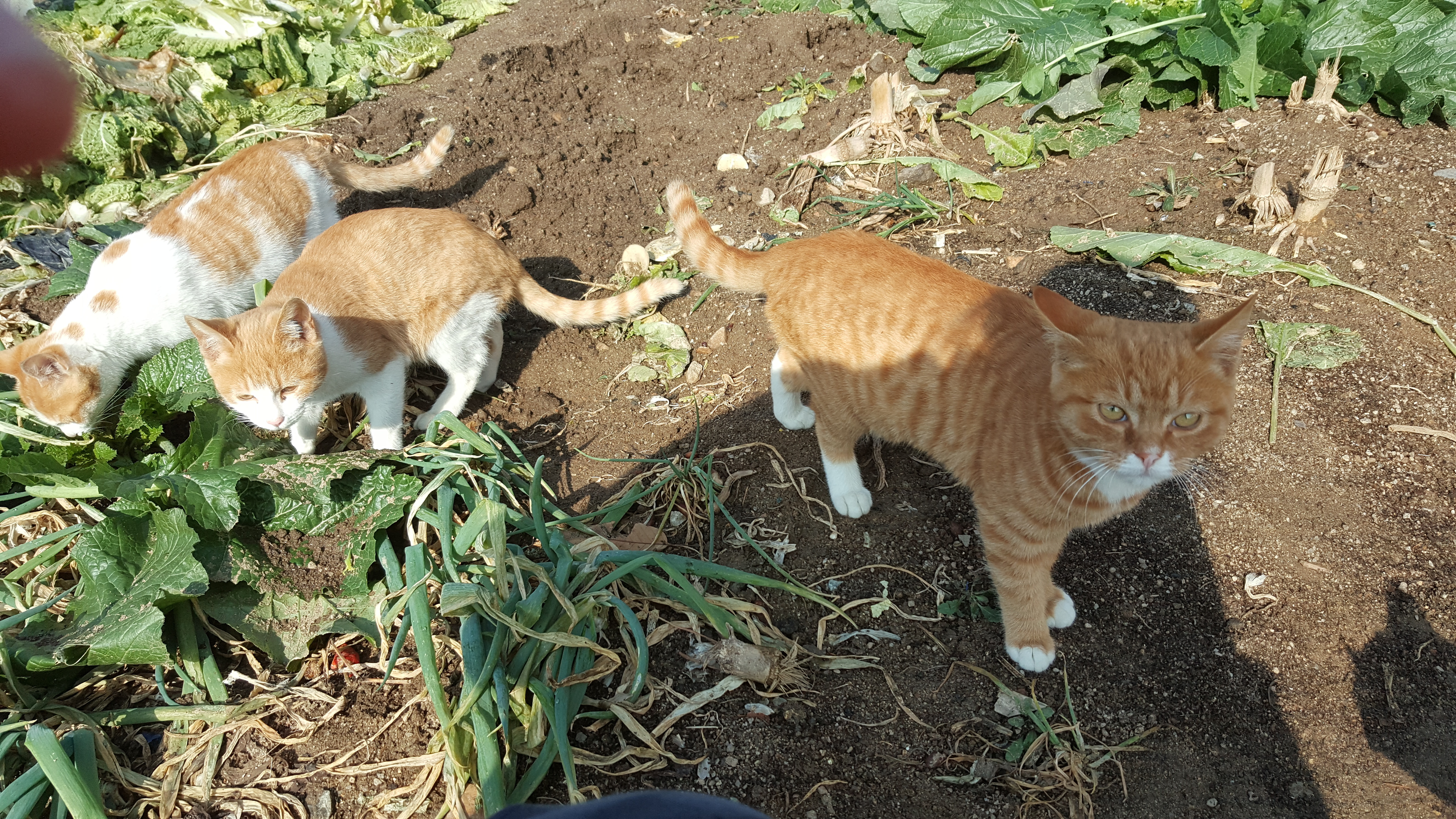 우리 집 김장할 때마다 옆집 고양이들이 와서 기웃거리는데 | 인스티즈