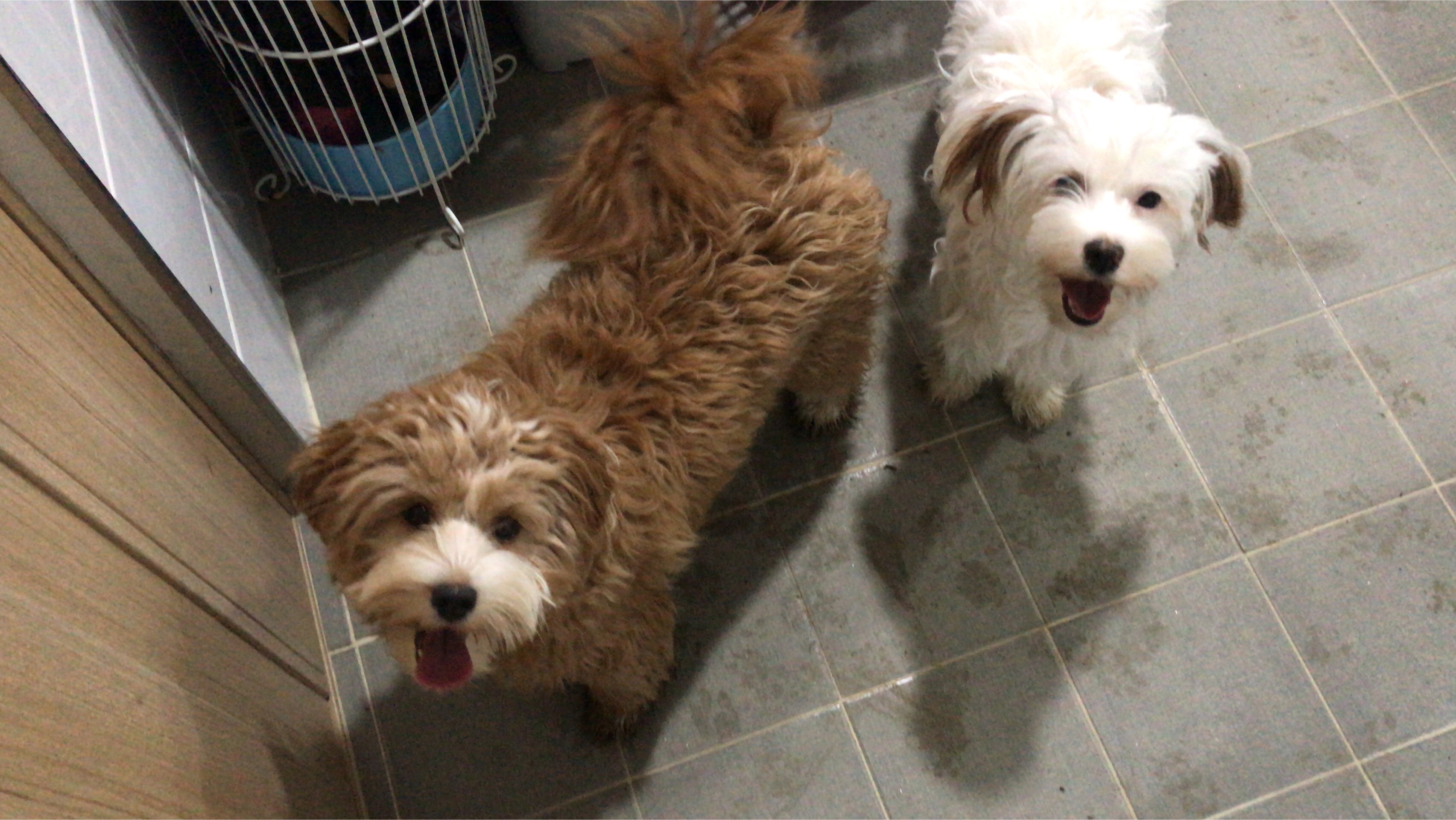 유기견 남매 데려왔는데 너무 귀여워ㅠㅠ 근데 너무 커버렸어;; | 인스티즈