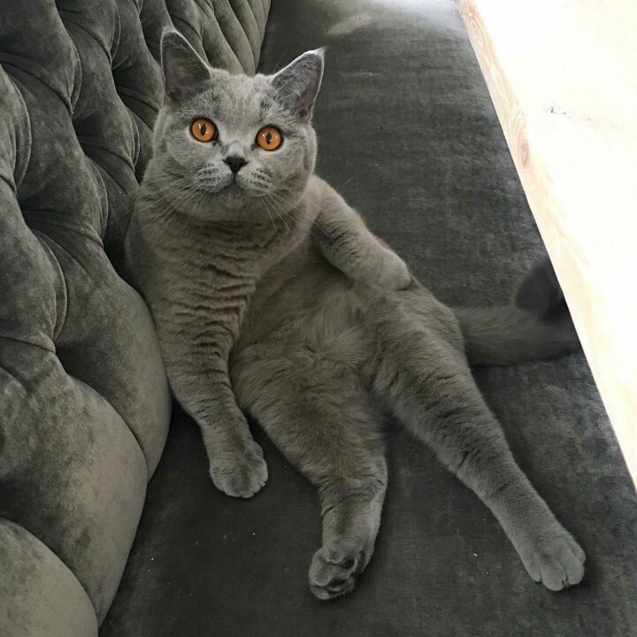 사람들이 많이 헷갈려하는 고양이 두종 | 인스티즈