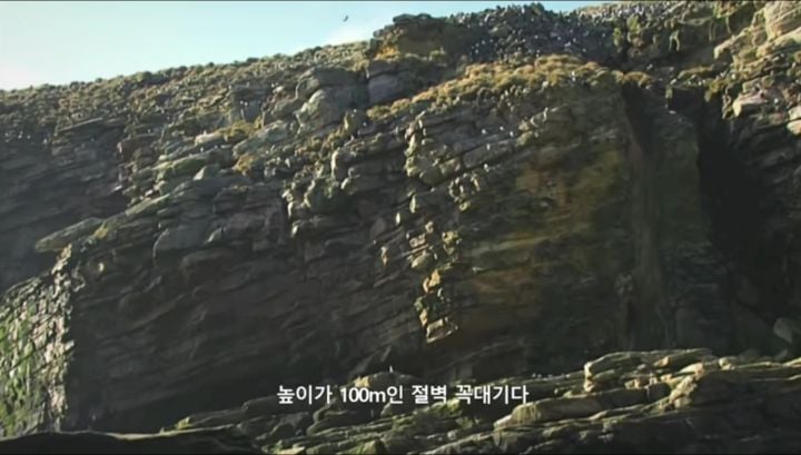 거친파도와 절벽을 뚫고 직진하는 바위뛰기펭귄.gif | 인스티즈