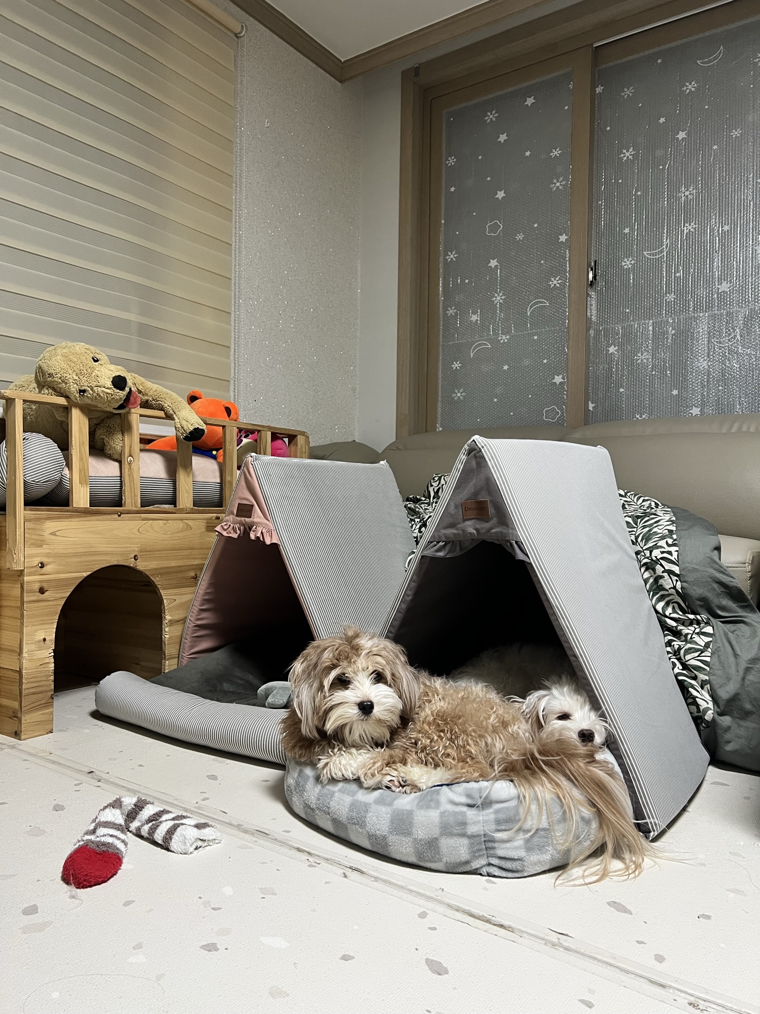 유기견 남매 데려왔는데 너무 귀여워ㅠㅠ 근데 너무 커버렸어;; | 인스티즈