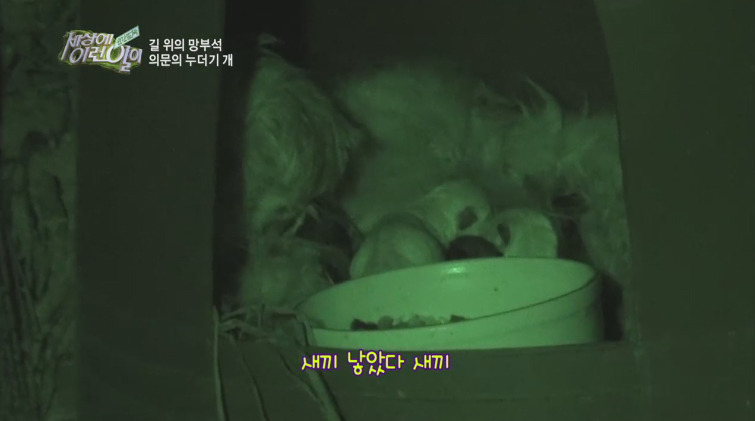 [세상에이런일이] 도로위에 망부석이 되서 주인을 기다리는 강아지.jpg | 인스티즈