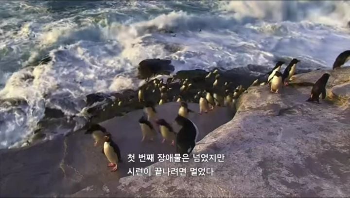 거친파도와 절벽을 뚫고 직진하는 바위뛰기펭귄.gif | 인스티즈
