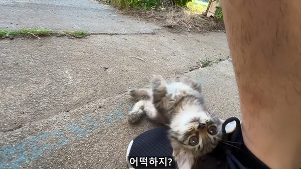 아기 고양이 냥줍했는데 반응 난리난 일본 유튜버.jpg | 인스티즈