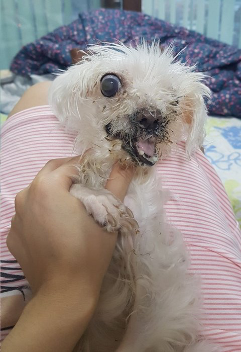 12살 반려견이 발치수술 이후 삶이 망가졌습니다 | 인스티즈