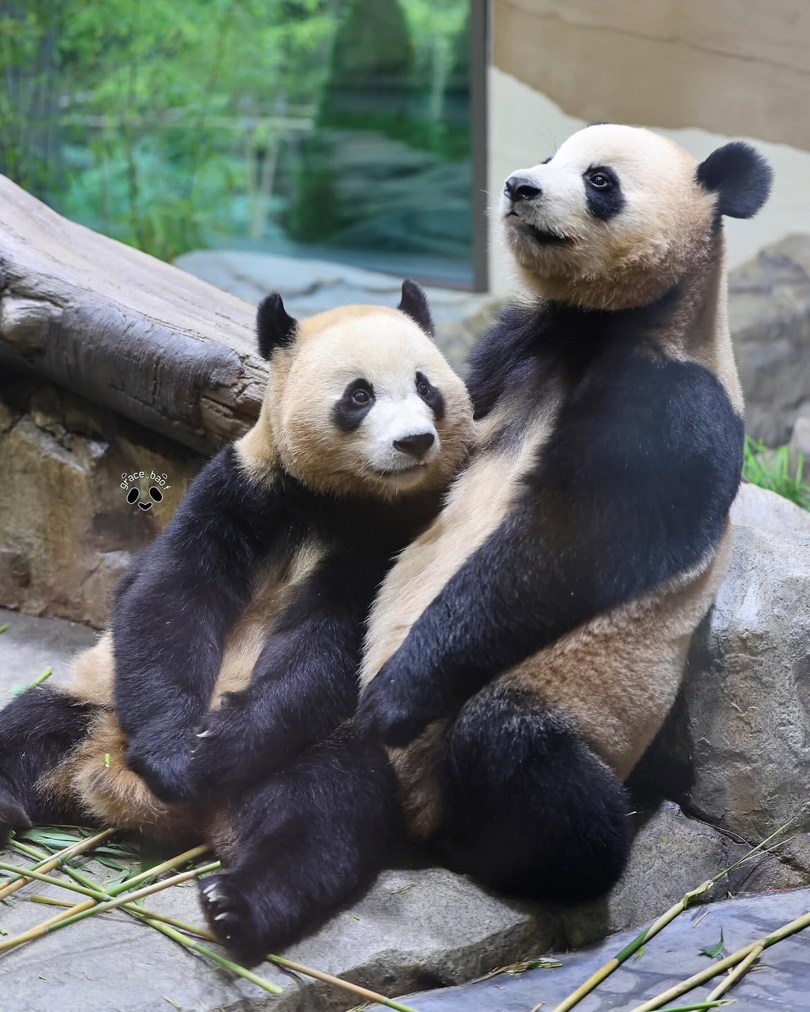 언니한테서 또 쭈쭈 찾는 후이바오🐼 | 인스티즈