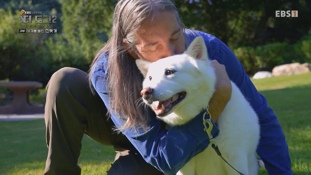 미국 입양가서 확대 당했다는 진돗개 | 인스티즈