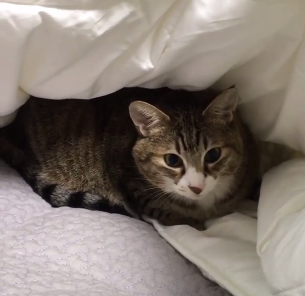 유튜버 햄튜브의 고양이 '구름이' | 인스티즈