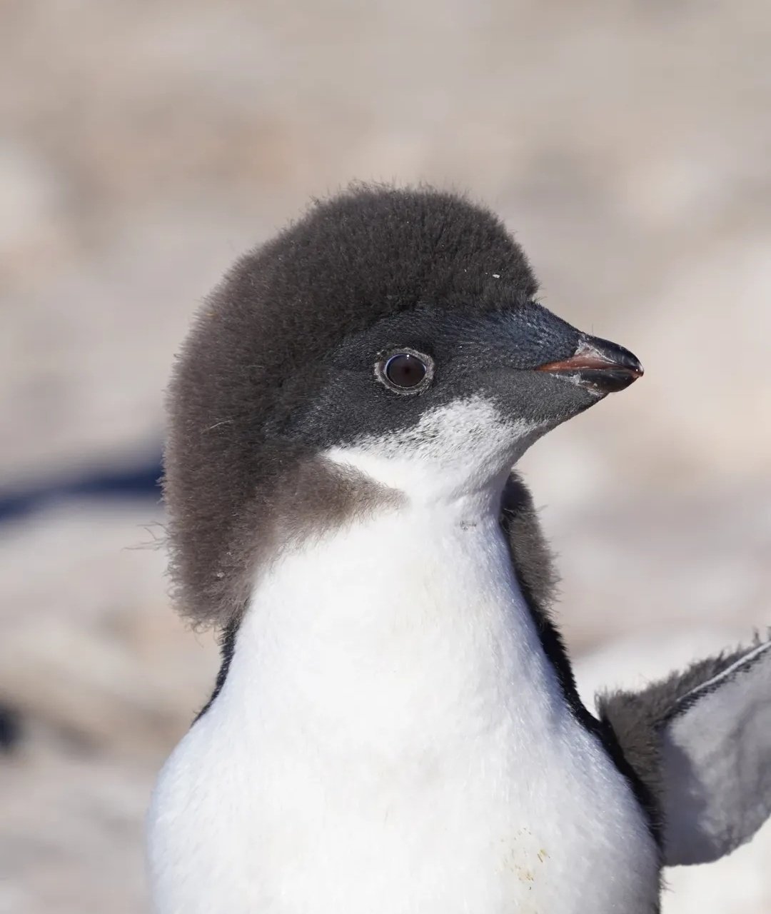 펭귄들이 가장 패셔너블해진다는 털갈이 시기 | 인스티즈