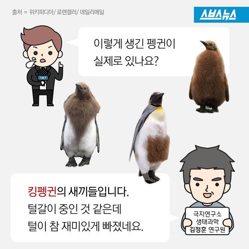 펭귄들이 가장 패셔너블해진다는 털갈이 시기 | 인스티즈
