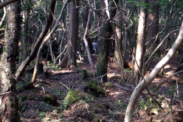 일본의 죽음의 숲 (일본 내 자살1위) 아오키가하라 사진. (시체 , 심약자, 비위약한사람들 보면안됨) | 인스티즈