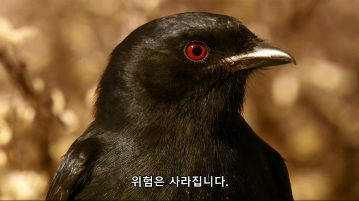 까마귀의 지능에 대한 고찰.jpg | 인스티즈